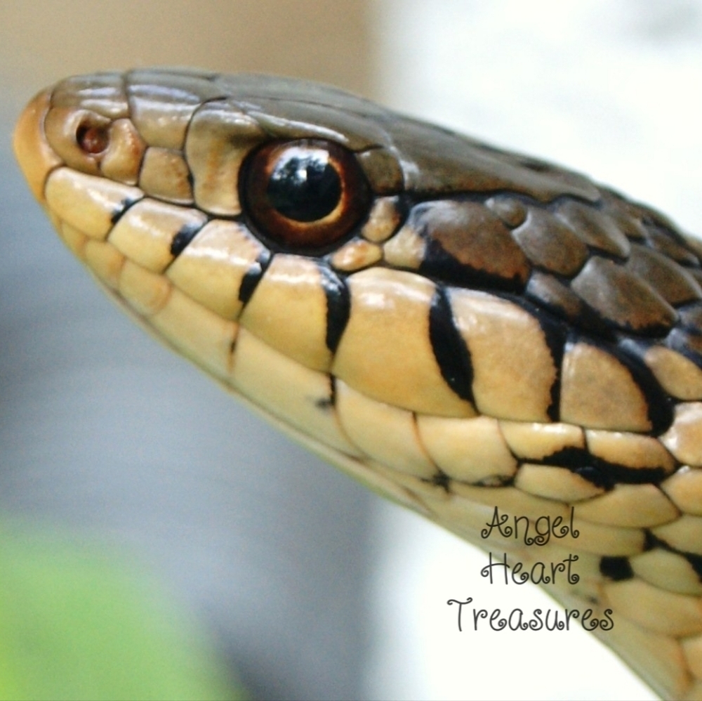 8x10 Original Photography of Up Close & Personal Garter Snake Head Face